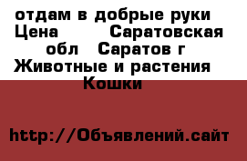 отдам в добрые руки › Цена ­ 10 - Саратовская обл., Саратов г. Животные и растения » Кошки   